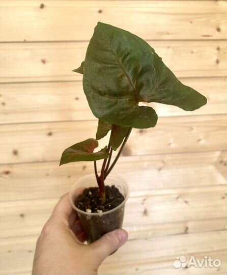 Сингониумы