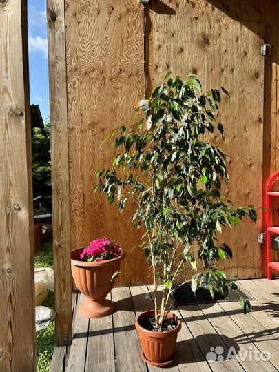 Фикус бенджамина большой