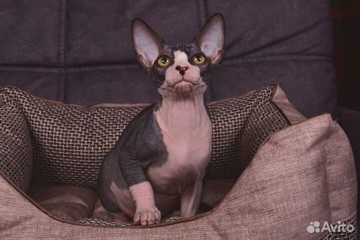 Брутальный малыш канадский сфинкс