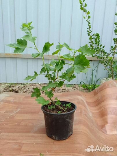 Смородина, малина