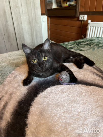 Молоденькая кошечка в поисках дома