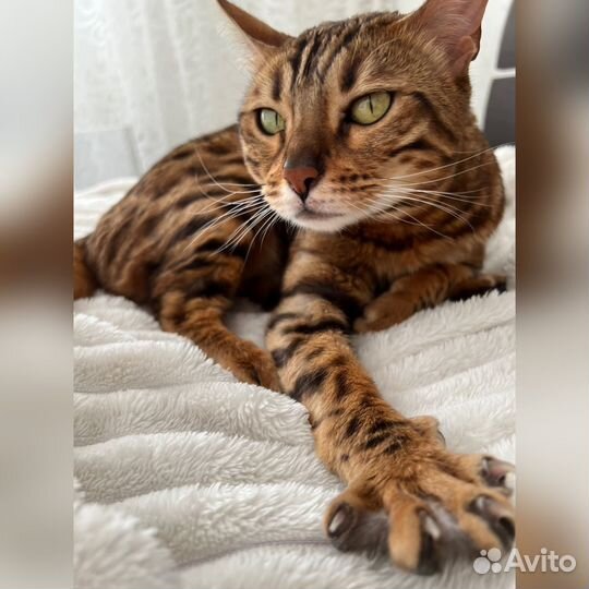 Бенгальская кошка