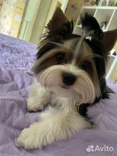 Бивер вязка