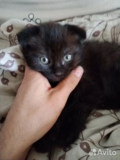 Вислоухие котята