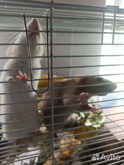 Крысы с клеткой бесплатно