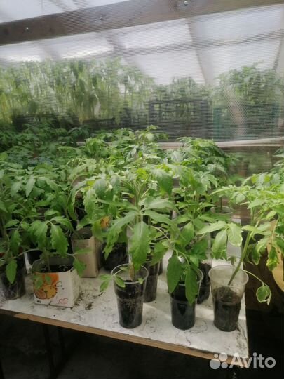 Рассада помидор