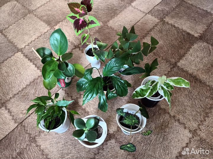 Комнатные и офисные цветы