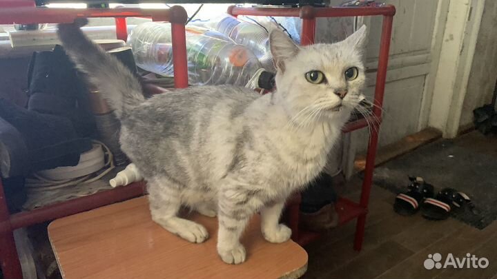 Кошка
