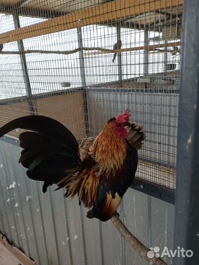 Малазийская серама