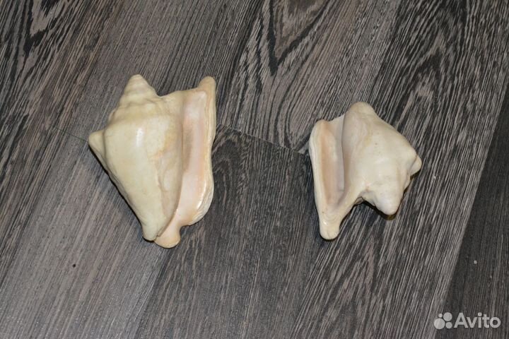 Морские раковины - 2шт