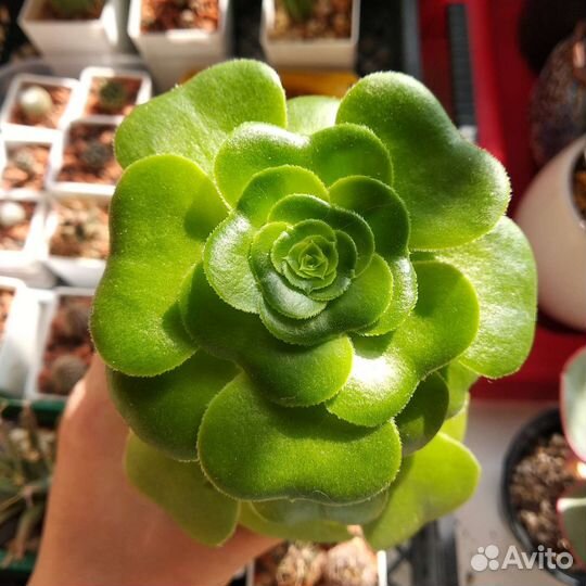 Суккуленты редкие Эониумы новое