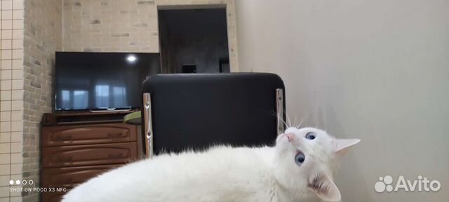 Котята отдам в добрые руки бесплатно