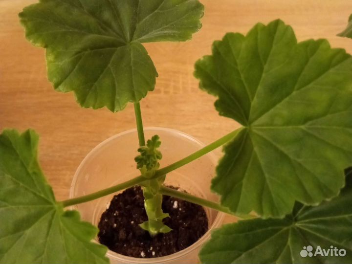 Пеларгония герань 