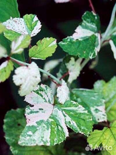 Малина вариегатная