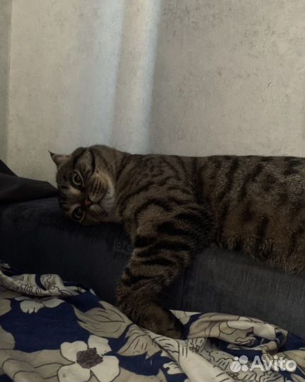 Кот в добрые руки