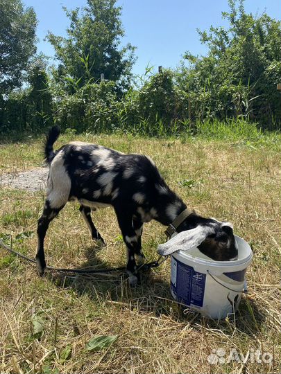 Козлики ч/п нубийские продажа и покрытие