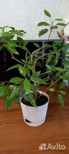 Комнатные цветы