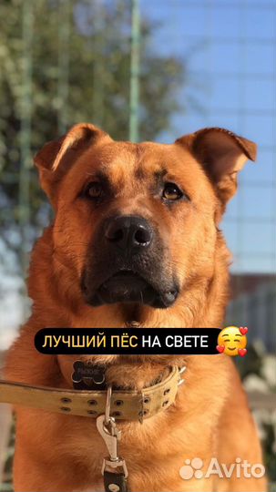 Собаки бесплатно