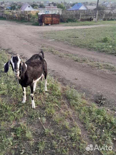 Коза дойная молочная нубийские-альпийские