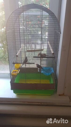 Амадины с клеткой