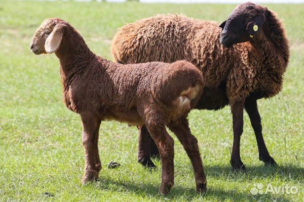 Курдючные овцы бараны ягнята