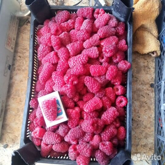 Саженцы малины ремонтантной Похвалинка с зкс