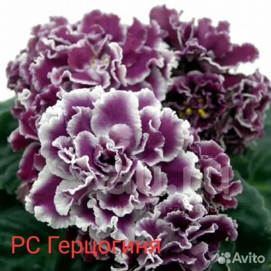 Детки сортовых фиалок наборами