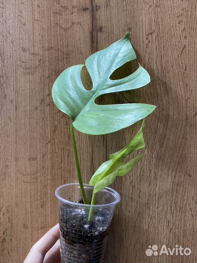 Монстера минима (рафидофора)