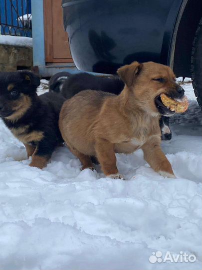 Щеночки в дар