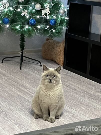 Вязка с шотландским котом