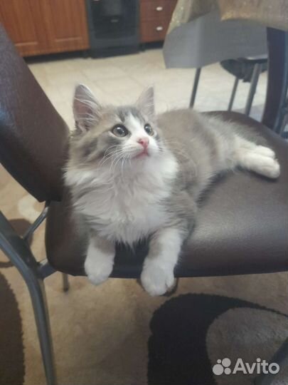 Котёнок