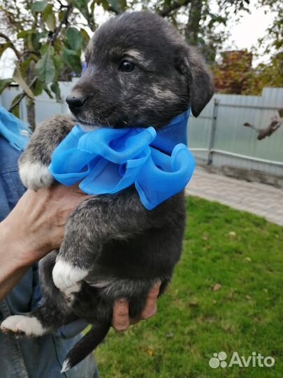 Кобель малыш