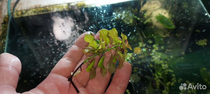 Аквариумные растения