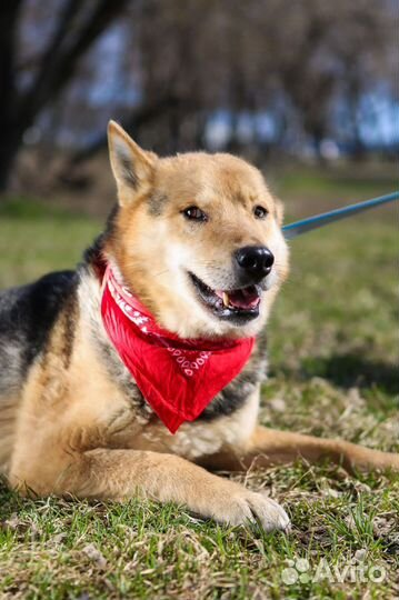 Феникс мечтает стать нужным