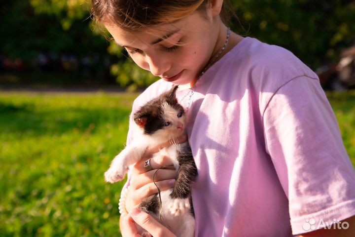 Котята в добрые руки приучены к лотку