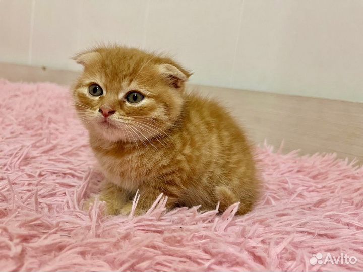 Шотландская вислоухая кошка