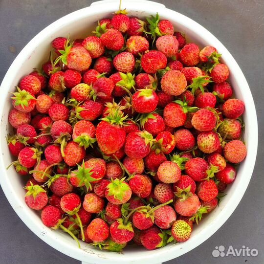 Земклубника Пенелопа рассада в стаканах и усы