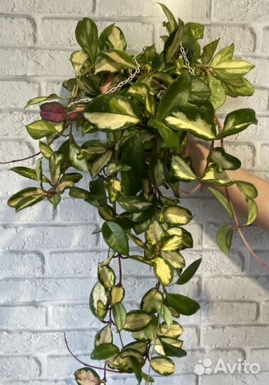 Хойи срез Кентиана,Кримсон,Лиза,Вайети и другие