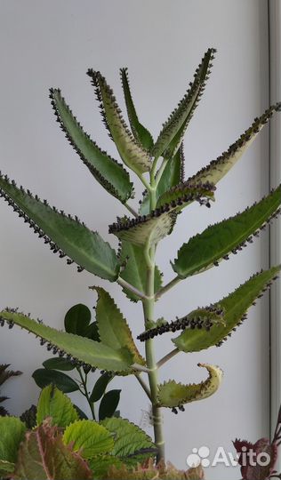 Коланхое. Детки