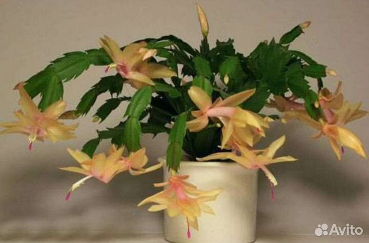 Декабрист разные сорта