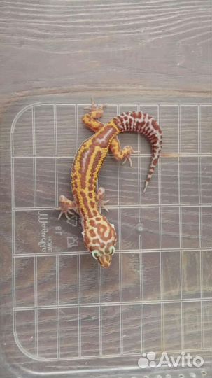 Геккон эублефар