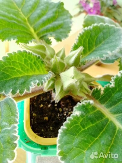 Глоксиния в горшке