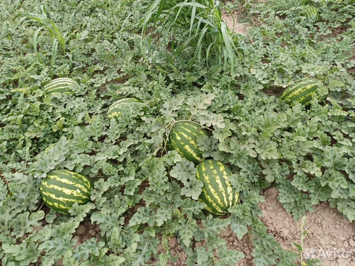 Арбуз оптом