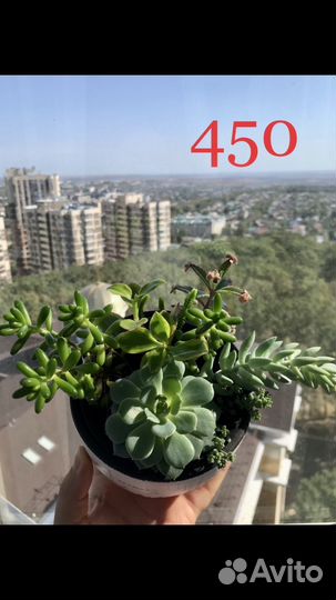 Суккуленты