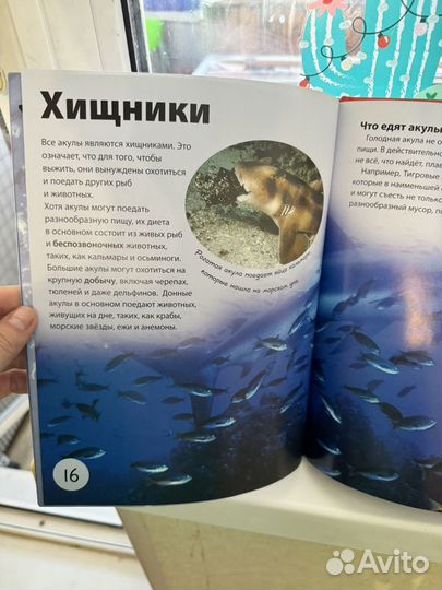 Акулы книга для детей