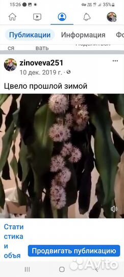 Пальма Юкка