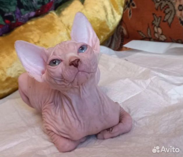 Канадский сфинкс котенок разноглазый с документами