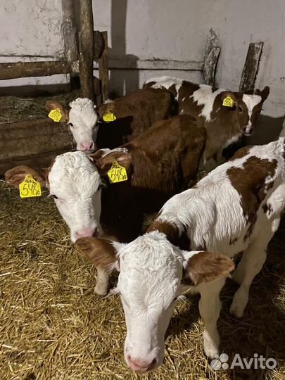Продам телят