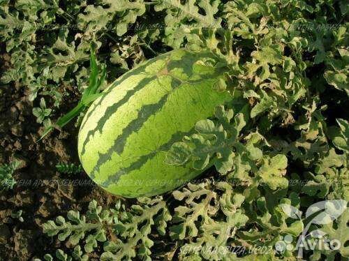 Семена арбуза Мальчик F1