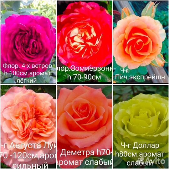 Саженцы роз большие кусты зкс